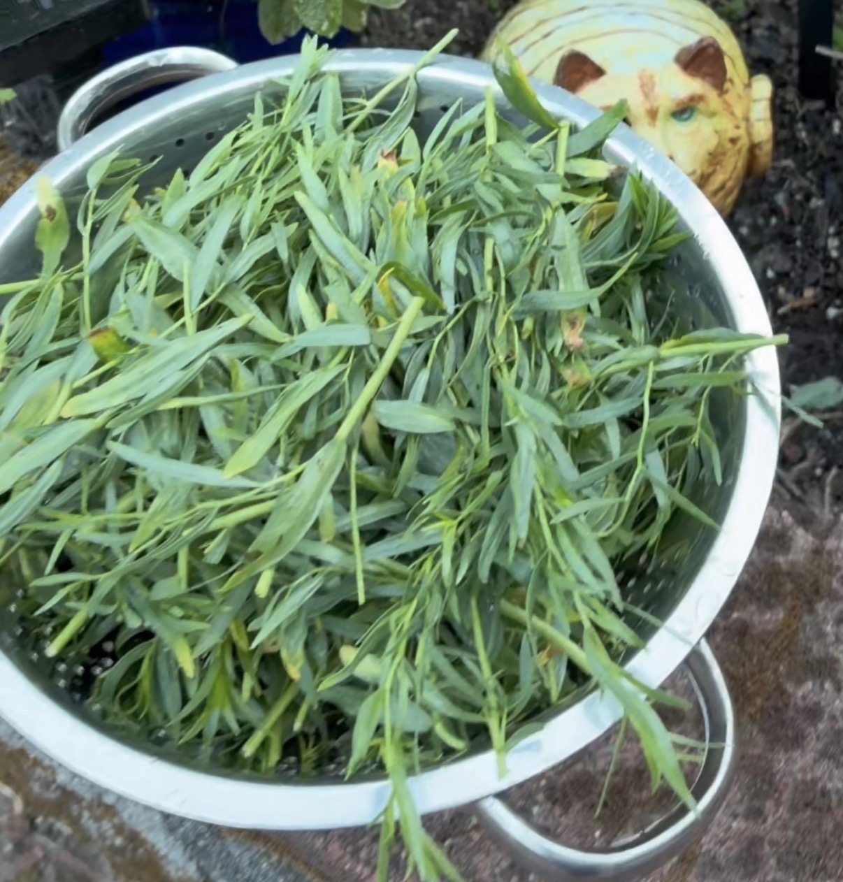 Tarragon – Harvesting & Dehydrating